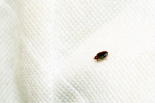 A small, dark reddish-brown bed bug is shown against a white textured fabric or paper towel background.RetryClaude can make mistakes. Please double-check responses.