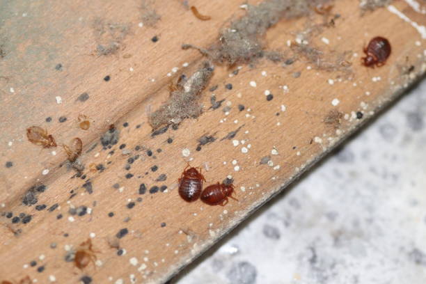 Several reddish-brown bed bugs crawl on a wooden surface that shows signs of infestation with black fecal spots and white debris.