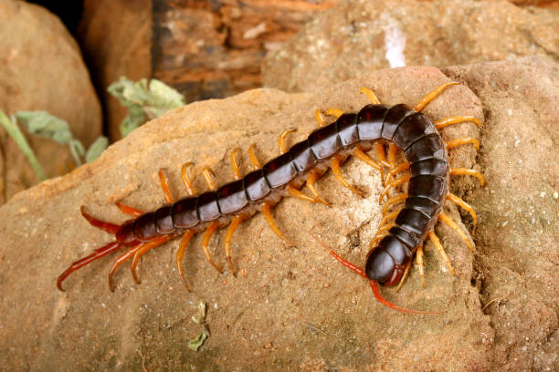 A dark-bodied centipede with contrasting orange-yellow legs crawls across a rocky, tan-colored surface.